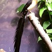 Indigobirds